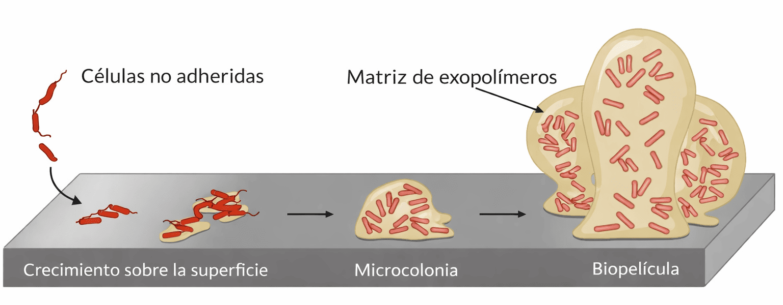 Filtración Biologica (1)
